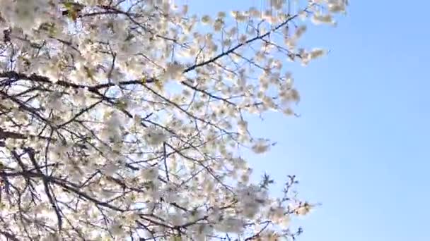 Körsbärsträd blomma och blå himmel vid solnedgången, blommig natur bakgrund — Stockvideo