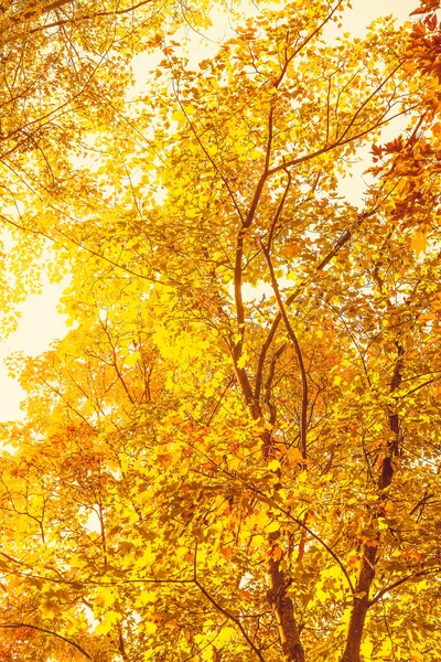 Belo outono paisagem fundo, vintage natureza cena em f — Fotografia de Stock