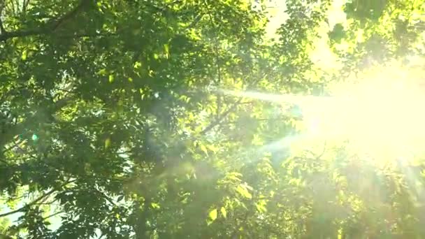 Omhoog kijkend door toppen van bomen terwijl de zon schijnt door groen gebladerte, zomer bos bij zonsondergang — Stockvideo