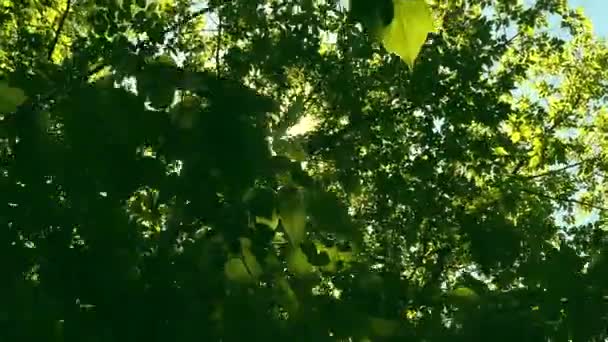 Felnéz a fák tetejére, míg a nap átsüt a zöld lombozaton, a nyári erdő napnyugtakor — Stock videók