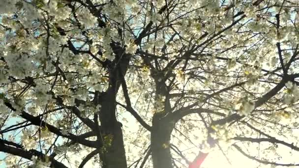 Kirschbaumblüte und blauer Himmel bei Sonnenuntergang, blumiger Hintergrund der Natur — Stockvideo