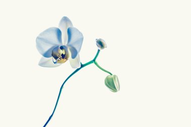 Çiçek açan orkide, soyut çiçek arkaplanı