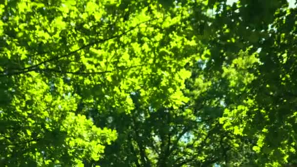 Omhoog kijkend door toppen van bomen terwijl de zon schijnt door groen gebladerte, zomer bos bij zonsondergang — Stockvideo