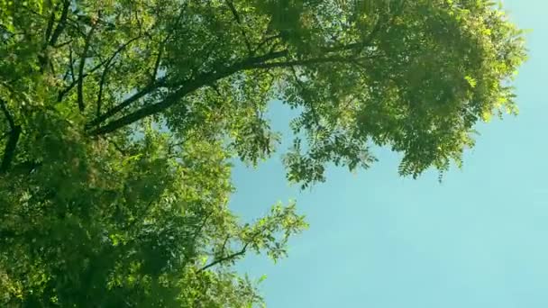 Mirando a través de las copas de los árboles mientras el sol brilla a través del follaje verde, el bosque de verano al atardecer — Vídeos de Stock