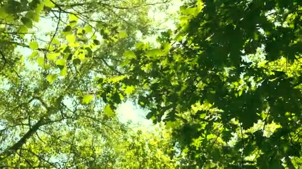 Omhoog kijkend door toppen van bomen terwijl de zon schijnt door groen gebladerte, zomer bos bij zonsondergang — Stockvideo