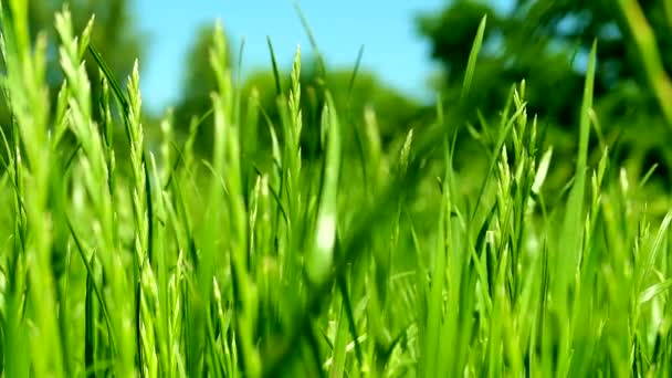 Groene grasweide, blauwe lucht en zonlicht in de zomer, natuur achtergrond — Stockvideo