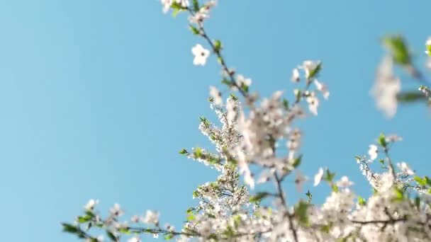 Wiśnia drzewo kwiat i błękitne niebo o zachodzie słońca, kwiatowy charakter tło — Wideo stockowe