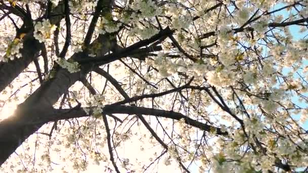 Kirschbaumblüte und blauer Himmel bei Sonnenuntergang, blumiger Hintergrund der Natur — Stockvideo