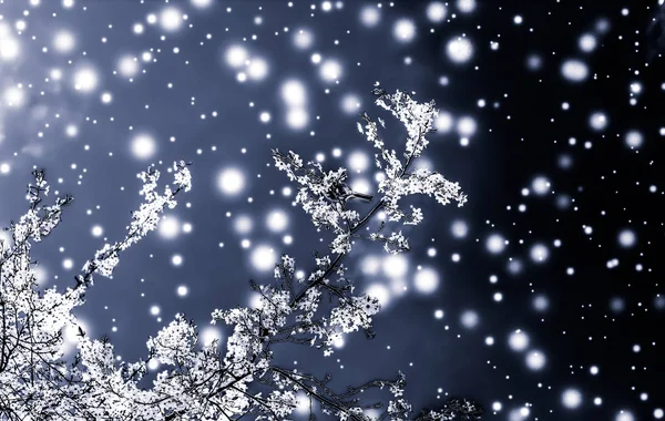 Navidad, Año Nuevo fondo floral negro, tarjeta de vacaciones desig — Foto de Stock