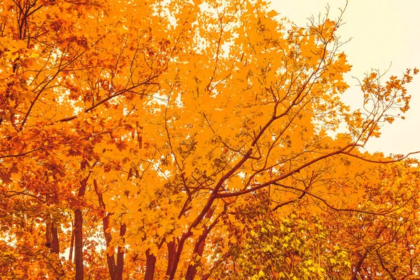 Belo outono paisagem fundo, vintage natureza cena em f — Fotografia de Stock