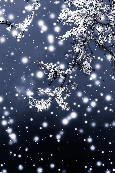 Noel, Yeni Yıl siyah çiçekli arka plan, tatil kartı dekoru — Stok fotoğraf