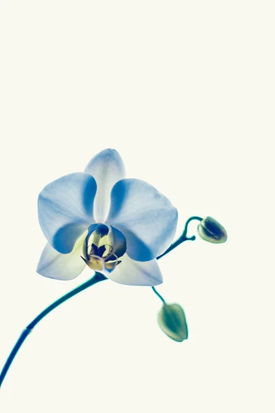 Orchidee bloem in bloei, abstracte bloem kunst achtergrond — Stockfoto