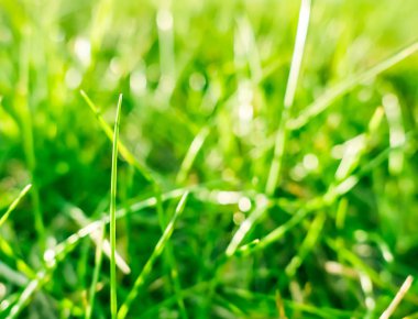 Güneşin doğuşunda yeşil bir alanda taze çim ve güneşli mavi gökyüzü, Natu