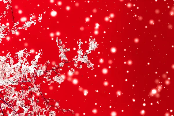 Christmas, New Years red floral background, holiday card design, — Stock Photo, Image