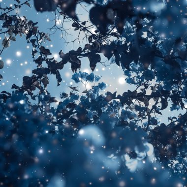 Noel, Yeni Yıl Mavi Çiçek Özgeçmişi, Noel kartı