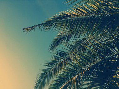 Palmiye yaprakları ve gökyüzü, yaz yolculuğu arka planı