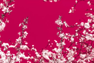 Bordo arka plan, vintage kiraz çiçekleri çiçek soyut sanat