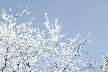 Mavi arka plan çiçek soyut sanat, vintage kiraz çiçekleri i