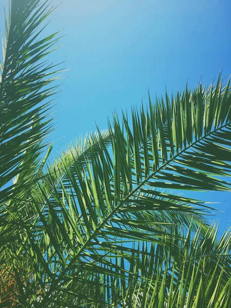 Hojas de palmera y el cielo, fondo de viaje de verano — Foto de Stock