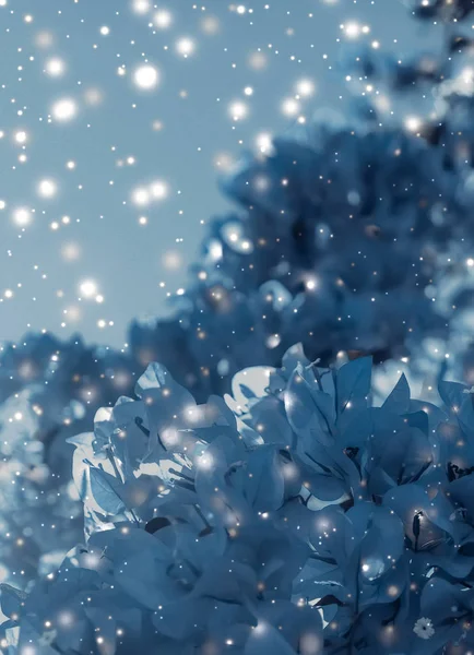 Kerstmis, Oud en Nieuw blauwe bloemen natuur achtergrond, vakantie kaart — Stockfoto