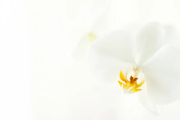 꽃이 피어 있는 흰 난초, 추상적 인 꽃 모양의 꽃 미술을 배경으로 한 백합 — 스톡 사진