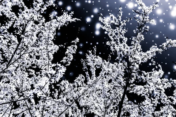 Kerstmis, Nieuwjaar zwarte bloemen achtergrond, vakantie kaart desig — Stockfoto