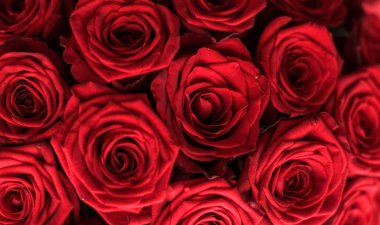 Kırmızı gül gourgeous lüks buket, flora olarak çiçek çiçek