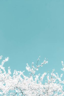 Turkuaz arka plan, vintage kiraz akışı çiçek soyut sanat