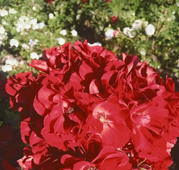 Rode bloeiende tuin Rose bloem bij zonsondergang, Floral schoonheid blauw — Stockfoto