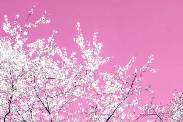 Arte abstracto floral sobre fondo rosa, flores de cerezo vintage i — Foto de Stock