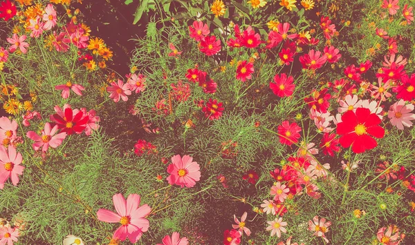 Daisy blommor i solig trädgård — Stockfoto