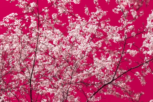 Florale abstrakte Kunst auf kastanienbraunem Hintergrund, Kirschblüten — Stockfoto