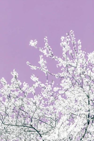 Blumen abstrakte Kunst auf lila Hintergrund, vintage Kirschblüten — Stockfoto