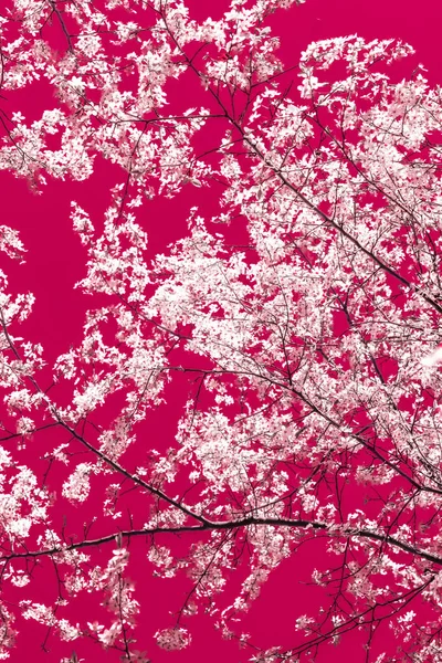 Blommig abstrakt konst på rödbrun bakgrund, Vintage körsbärsblommor — Stockfoto