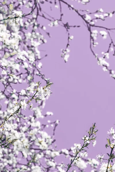 Blumen abstrakte Kunst auf lila Hintergrund, vintage Kirschblüten — Stockfoto