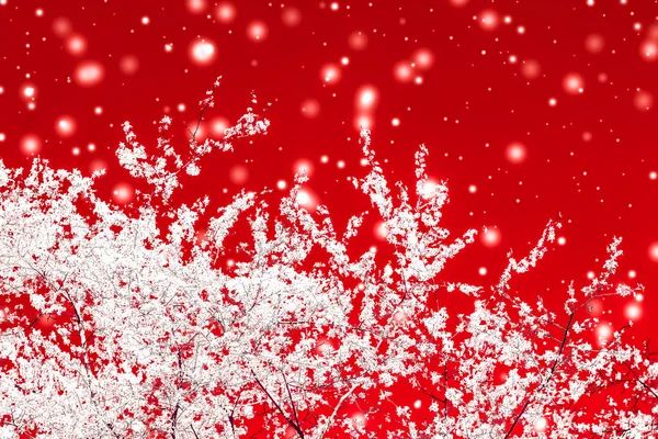 Noël, Nouvel An fond floral rouge, conception de carte de vacances , — Photo