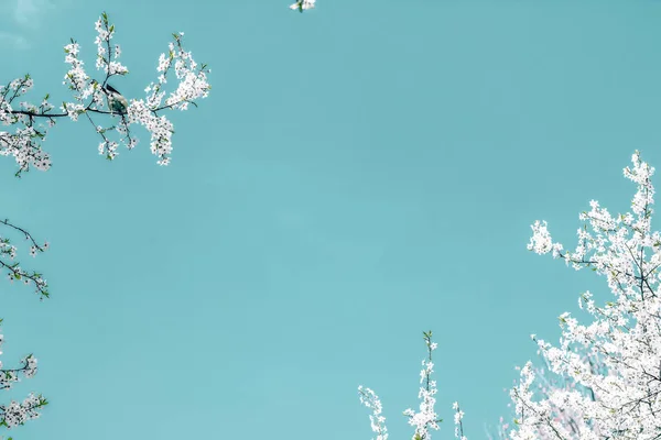 Kwiatowy sztuka abstrakcyjna na tle turkusowym, rocznika przepływu wiśni — Zdjęcie stockowe