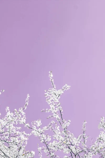 Kwiatowy sztuka abstrakcyjna na fioletowym tle, Vintage kwiaty wiśniowe — Zdjęcie stockowe