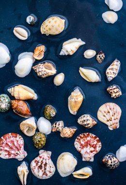 Deniz kabuğu arka plan, yaz hedef ve plaj tatil t