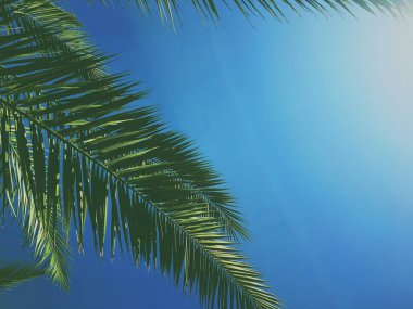 Palmiye yaprakları ve gökyüzü, yaz yolculuğu arka planı