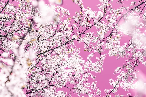 Floral abstracte kunst op roze achtergrond, vintage Cherry bloemen ik — Stockfoto