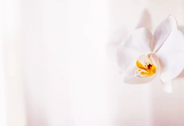 Rosa Orchideenblume in Blüte, abstrakte florale Blütenkunst backgro — Stockfoto