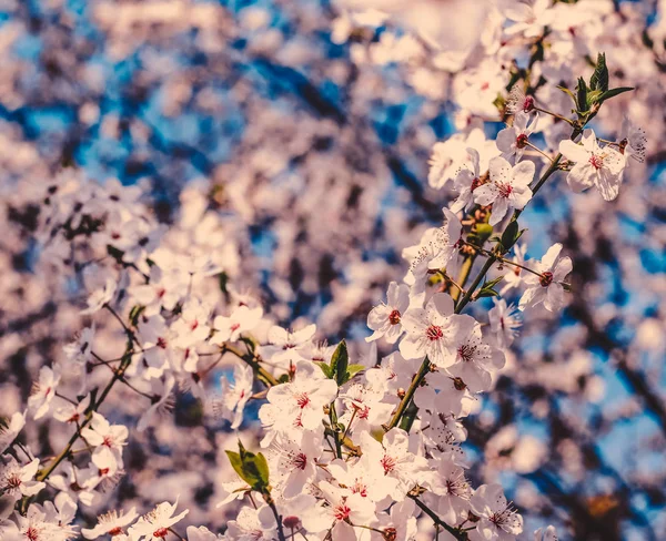 Flores de cereja vintage em flor ao nascer do sol como fundo da natureza — Fotografia de Stock