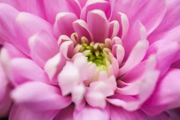Rosa margarita pétalos de flores en flor, flores abstractas arte b —  Fotos de Stock
