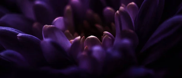 Purple daisy flower petals in bloom, abstract floral blossom art — 图库照片