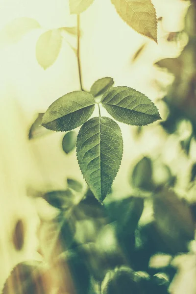 Hojas verdes como fondo abstracto de la naturaleza vintage, folia herbal — Foto de Stock