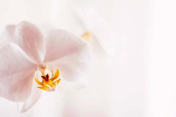 Pink orchid flower in bloom, abstract floral blossom art backgro — Stock Photo, Image