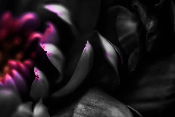 开着的黑色菊花花瓣,抽象的花艺术 — 图库照片