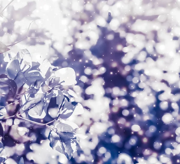 Jul, Nyår lila blommor natur bakgrund, semester ca — Stockfoto