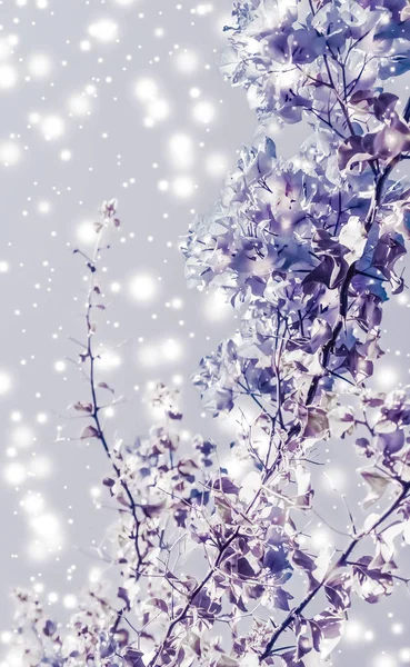 Christmas, New Years purple floral nature background, holiday ca — Stock Photo, Image